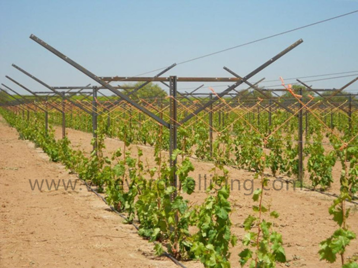 Open Gable Trellis System