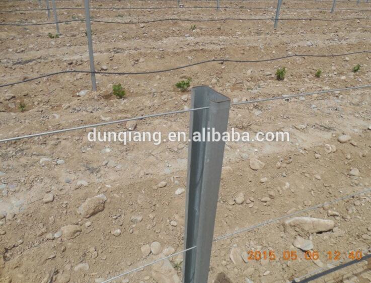 galvanized vineyard post