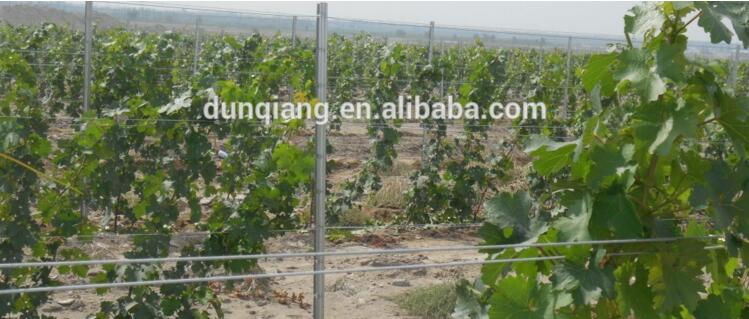 galvanized metal poles for vineyard