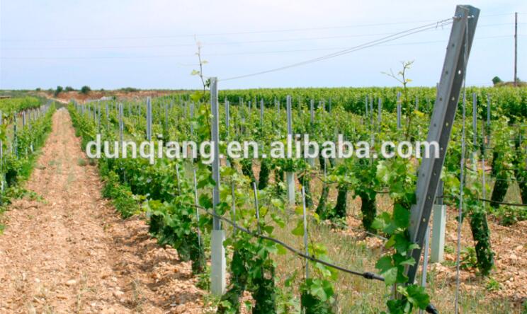 Galvanized Vineyard Trellis Post