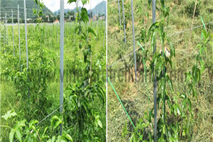 China Orchard Treliis Post